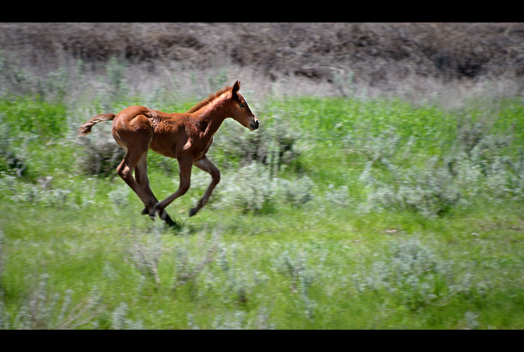 Colt