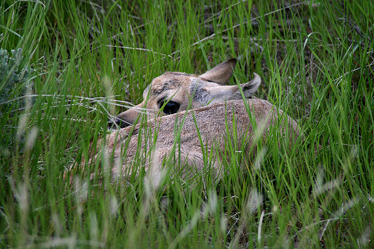 Baby Antelope