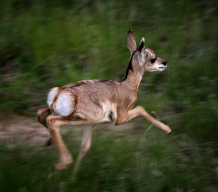 Baby Antelope 2