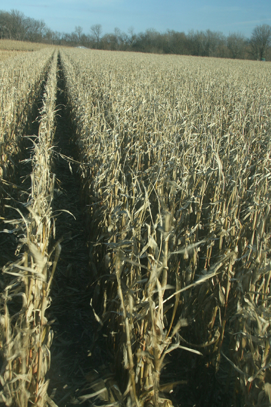 Fall Harvest 20001.jpg