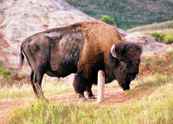American Bison, Theodore Roosevelt National Park