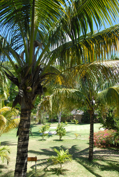 Palms at the Shandrani Hotel, Mauritius