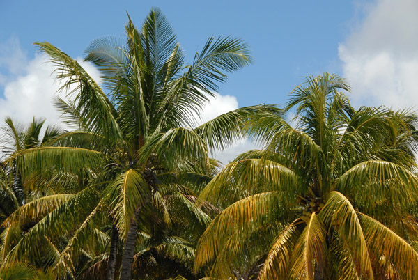 Palm trees, Shandrani Hotel