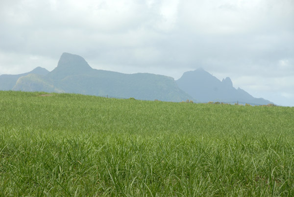 Cane fields with Lion Mountain in the distance, Mauritius