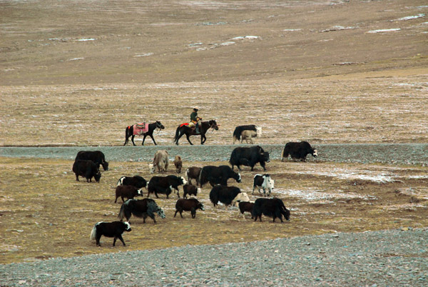 Yakherder ,ear the Qinghai-Tibet border
