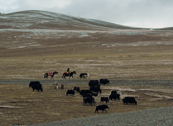 Yak herder on the Tibetan plateau