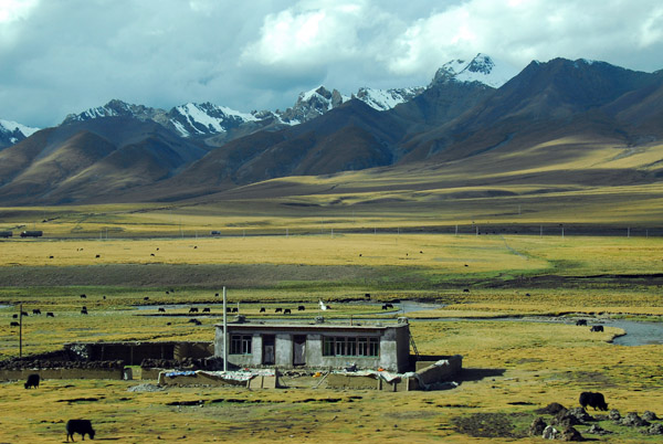 Tibetan house with grazing livestock on the surrounding grasslands