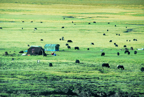 Tibetan nomad tents with grazing yaks