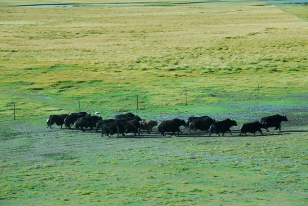 Herd of yak on the grasslands along the railroad