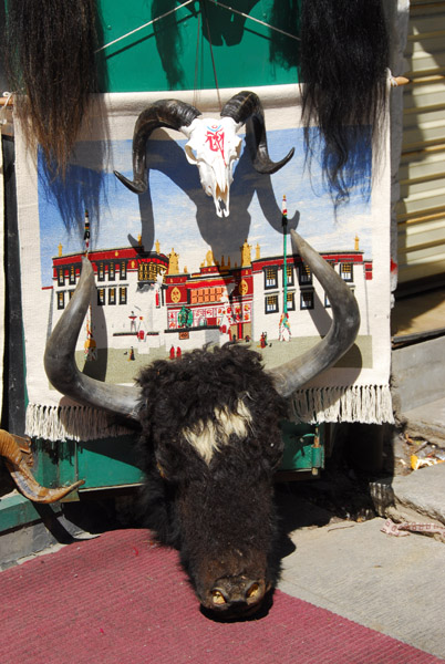 Yak head