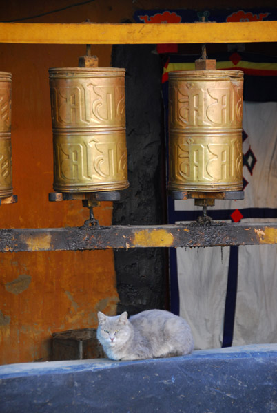Cat with prayer wheels, Meru Sarpa