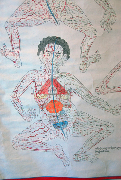 Tibetan medicine - Anatomy