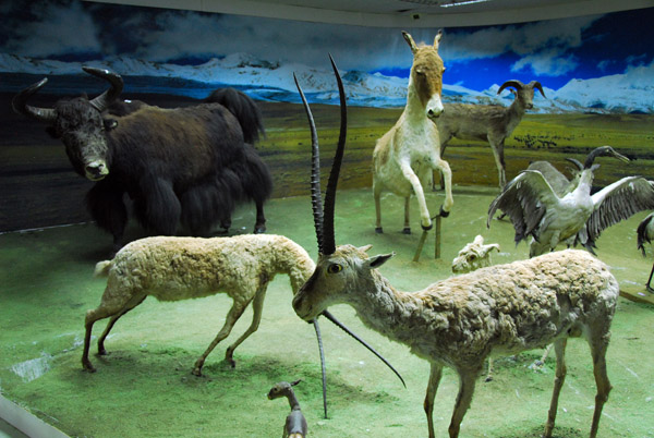 Tibet Museum wildlife natural history gallery