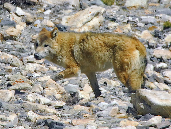 Tibetan wolf  (Canis lupus chanco) Qomolangma National Nature Reserve