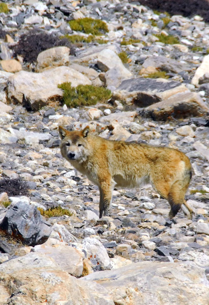 Tibetan wolf  (Canis lupus chanco)