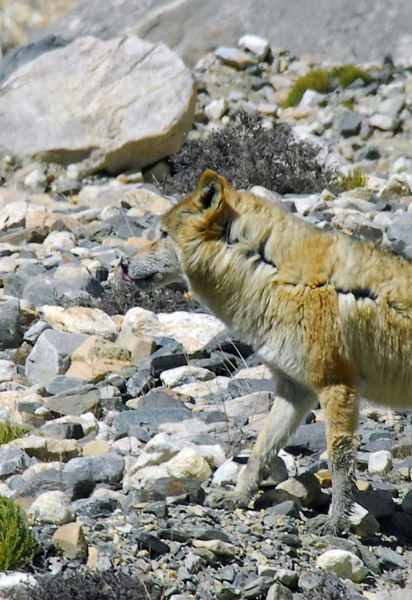 Tibetan wolf  (Canis lupus chanco)