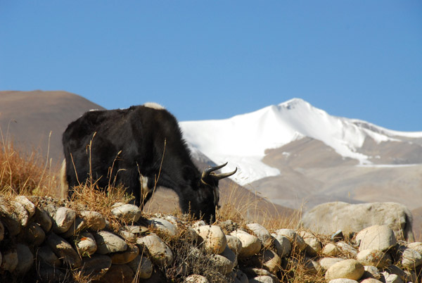 Yak with a snow capped mountain, km 71, just prior to Quzong Hamlet