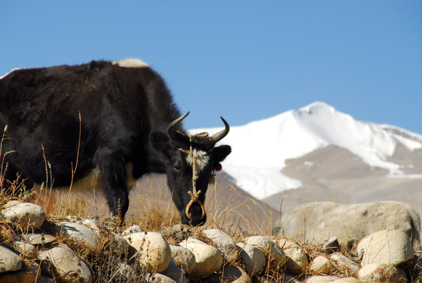 Yak with a snow capped mountain and glacier