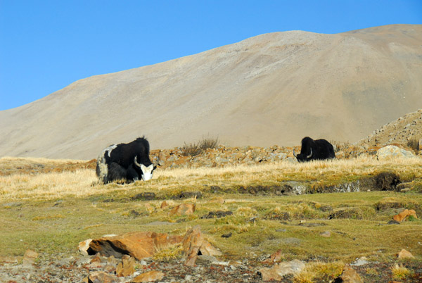 More grazing yaks