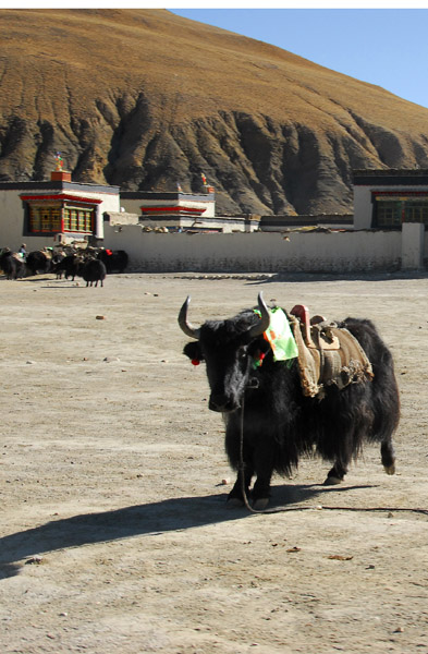 Yak with saddle in a village south of Old Tingri
