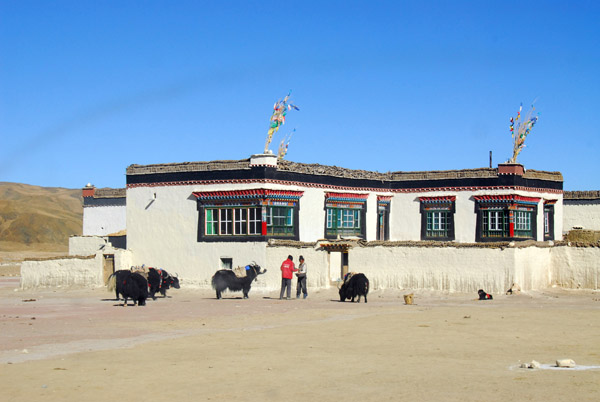 Yaks saddled up in a village south of Old Tingri