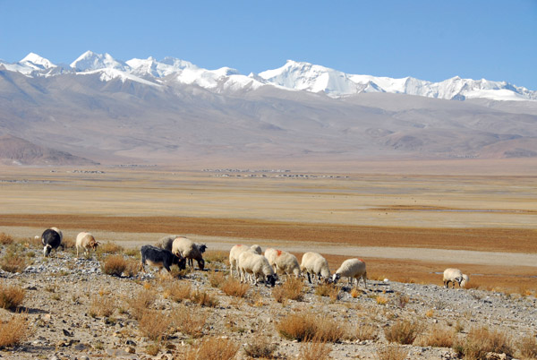 Sheep grazing on the hill at Old Tingri with the Lapchi Gang ri (7282m / 23,891ft) and Lapche Kang (7367m / 24,169 ft)