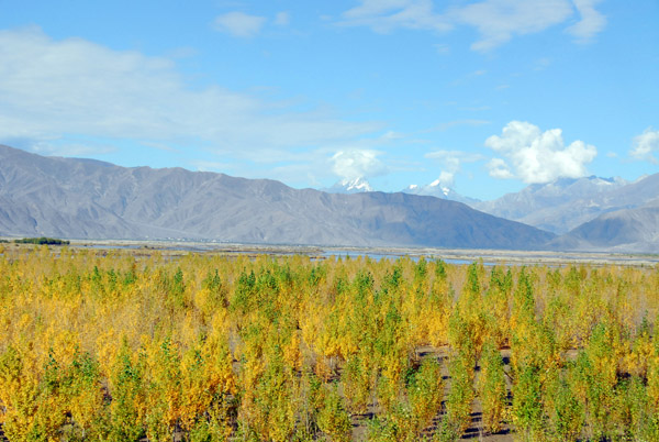 Forest chowing autumn colors on the south bank of the Yarlung Tsangpo River