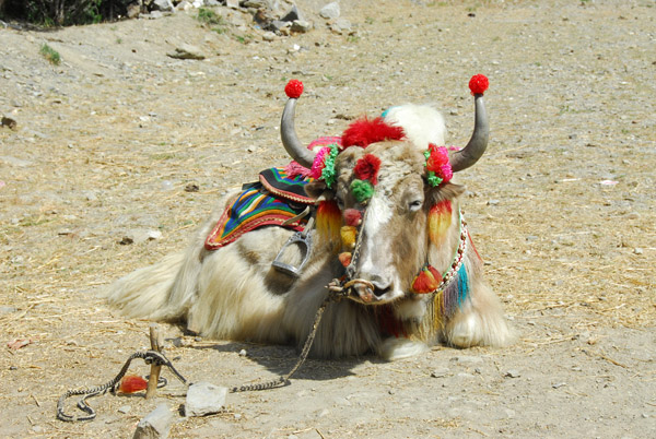 ....a highly decorated Yak!