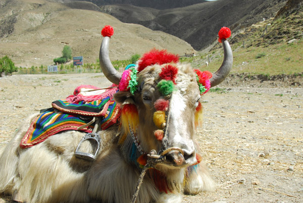 Although the yak was mentioned in my itinerary, the guide insisted it was not included
