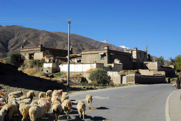 Herd of sheep crossing the road, Chang Thang village