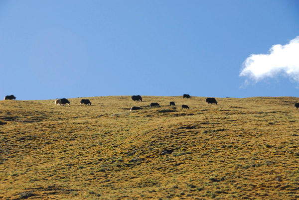 Yaks grazing high on the mountain side