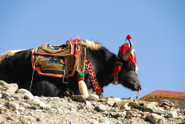 Yak waiting for tourists at the top of Gampa-la Pass