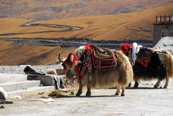 Yaks festively decorated for tourists, Gampa-la pass
