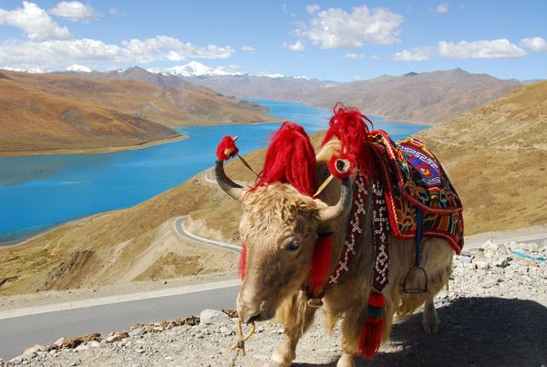 Decorated yak, Gampa-la Pass with Yamdrok-tso Lake