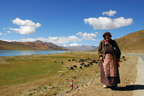 An old Tibetan woman tending her herd of cattle by Yamdrok-tso Lake