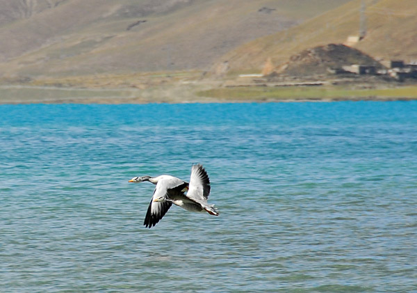 Bar-headed geese (Anser indicus) in flight over Yamdrok-tso Lake