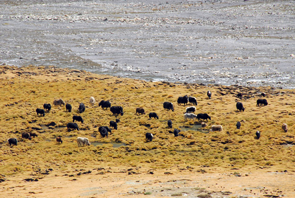 Yaks grazing near the river on the valley floor