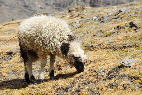 Sheep grazing, Karo-la Pass