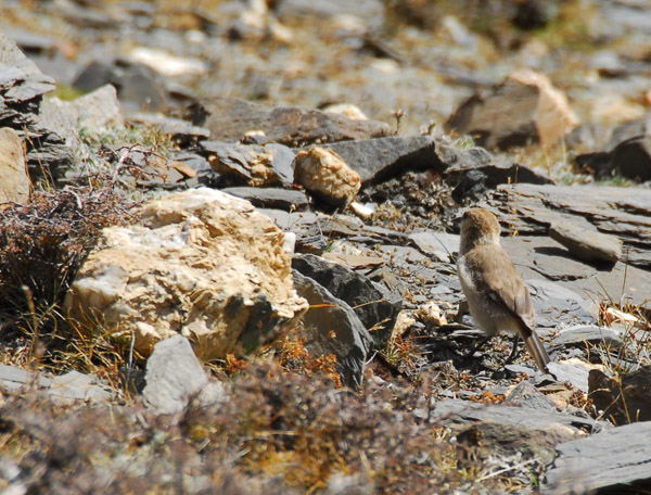 A little brown bird foraging among the rocks