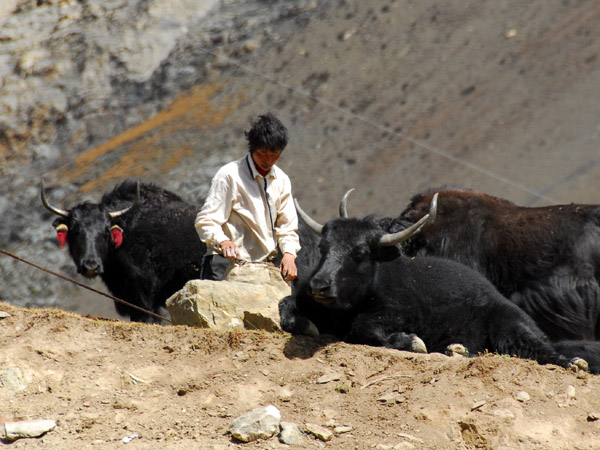 Yaks and nomadic yak herder