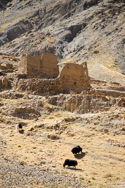 Yaks in front of ruins east of Simi-la