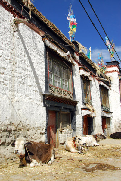 Cows at home, old town Gyantse