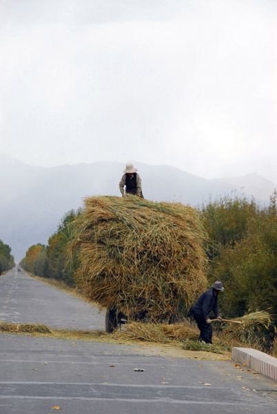 Farmers bringing in the harvest