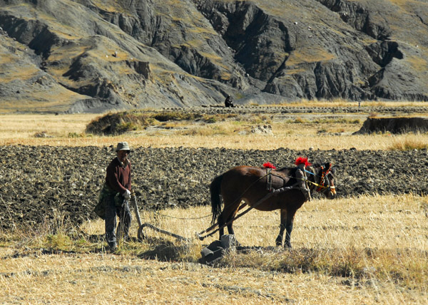 Tibetan man plowing a field the old fashioned way