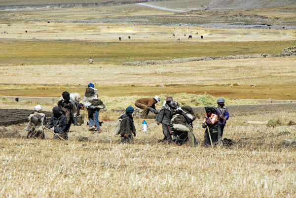 Tibetan peasants working in the fields outside Sakya