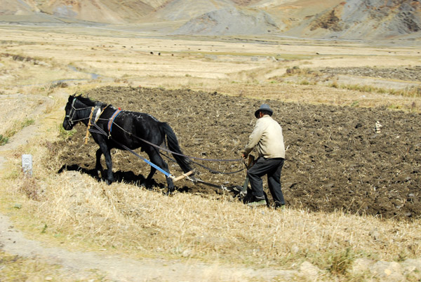 Tibetan farmer plowing with a horse-drawn plow