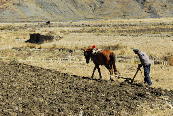 Tibetan farmer plowing the field after harvest