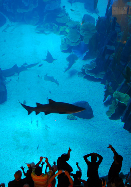 Shark at Dubai Aquarium