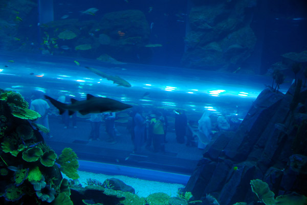 There is a walk-through tunnel inside the main aquarium