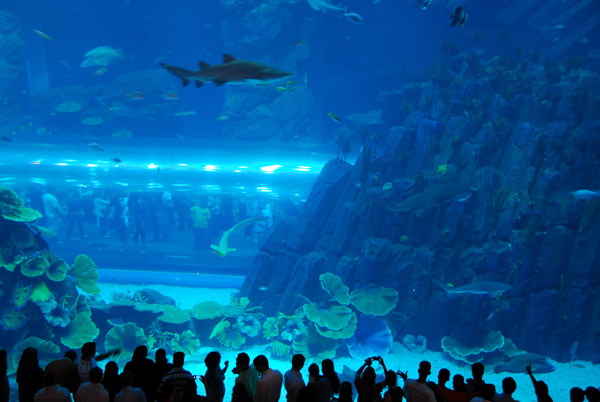 Dubai Aquarium and Discovery Centre, Dubai Mall